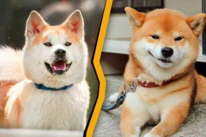 Akita inu i siba inu - jak odróżnić?